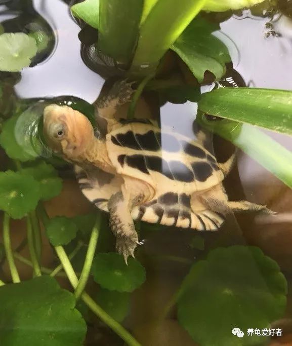 巨头龟什么环境养,6厘米的龟要多大的环境