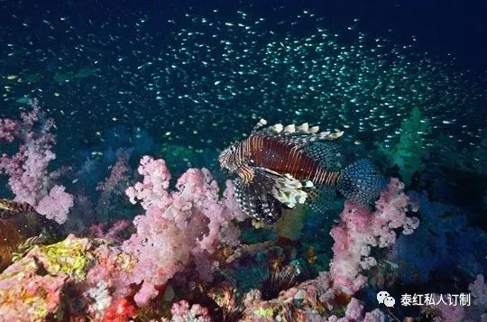世界最美的潜水胜地,世界前十的深潜胜地
