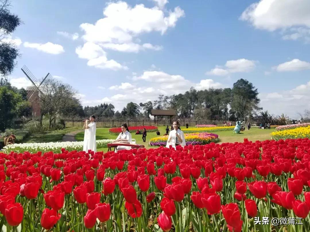 石象湖风景区郁金香开了吗,成都石象湖的郁金香什么时候开