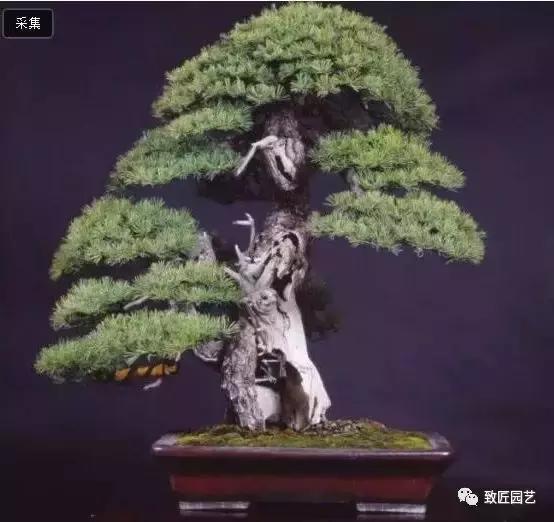 中国最贵盆景一盆600万元 (全世界最贵的100棵盆景多少钱一株)