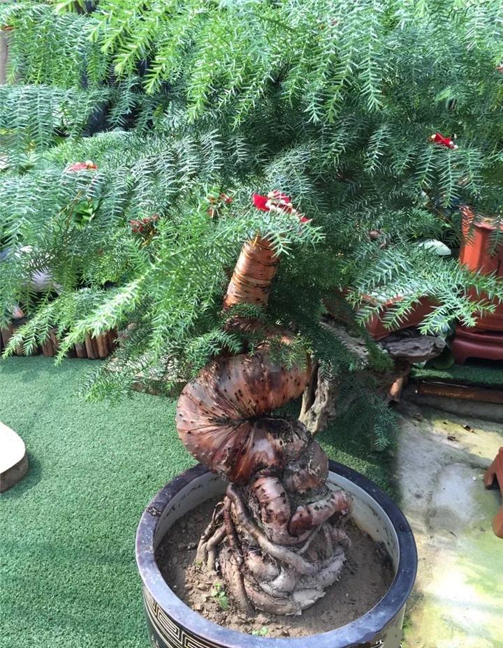 什么花放在家里最好看最实用,放家里风水好又好养的花有哪些