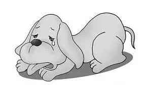 狗狗可以药物绝育吗,女狗狗该不该做绝育