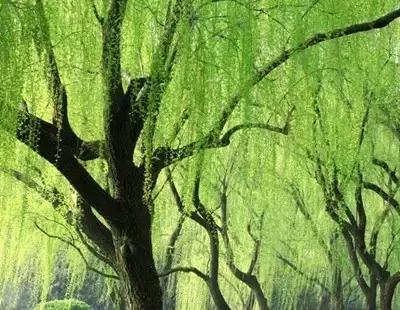 清明古诗词集锦,清明古诗词文案