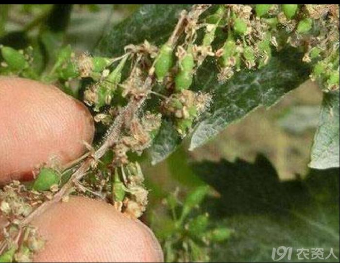 葡萄8月管理,葡萄八月的霜霉防治