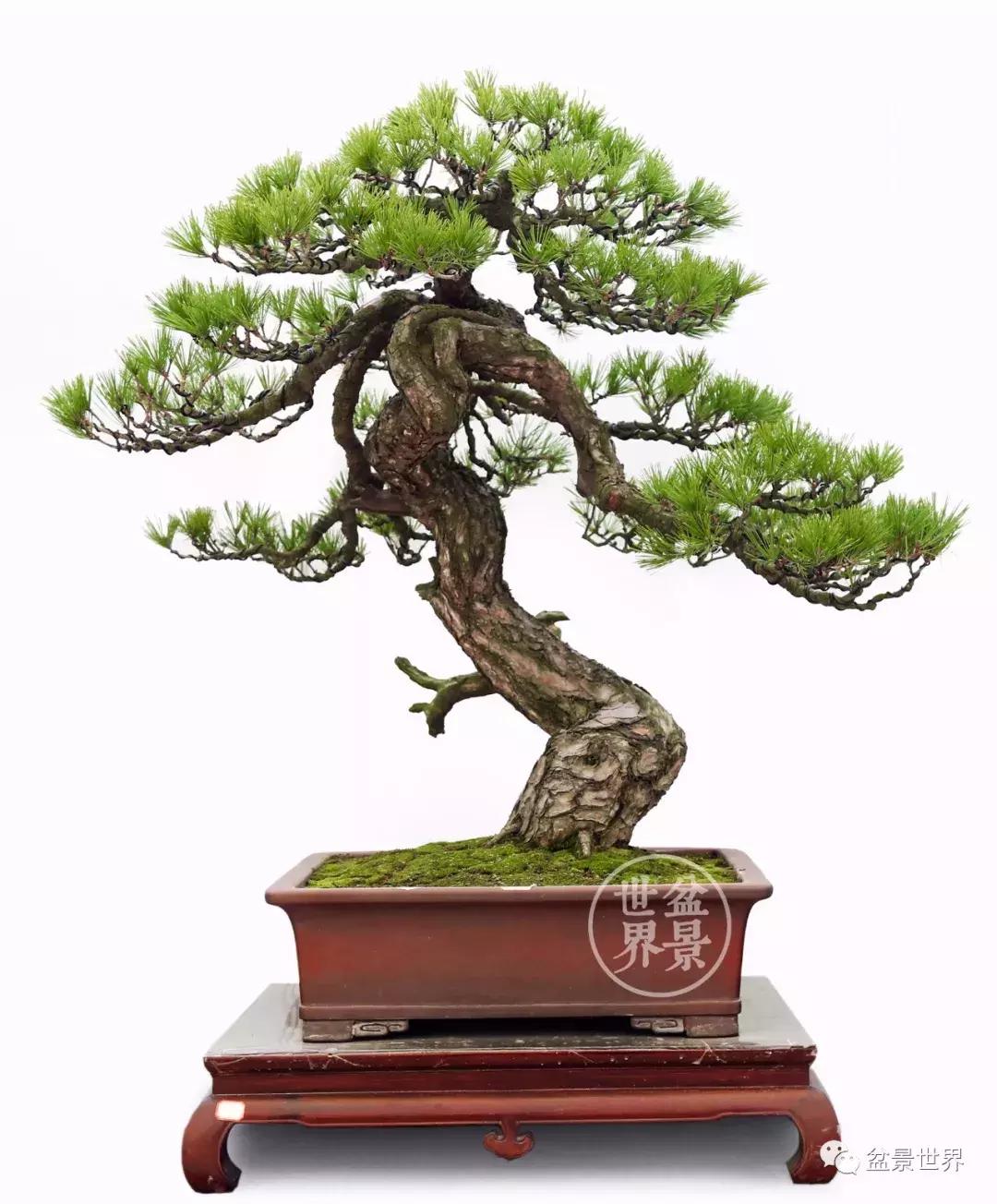 松树盆景经典大片,大斜杆式盆景得金奖作品松树