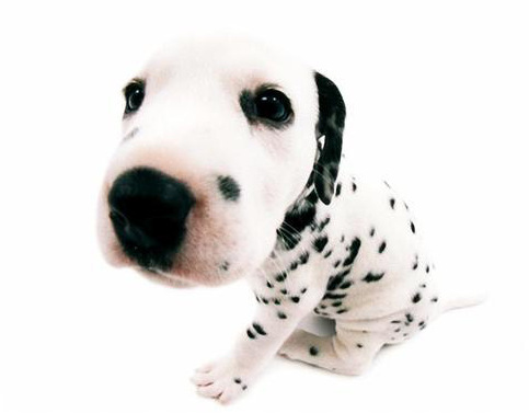 每日一犬,大麦町犬和小麦町犬的区别