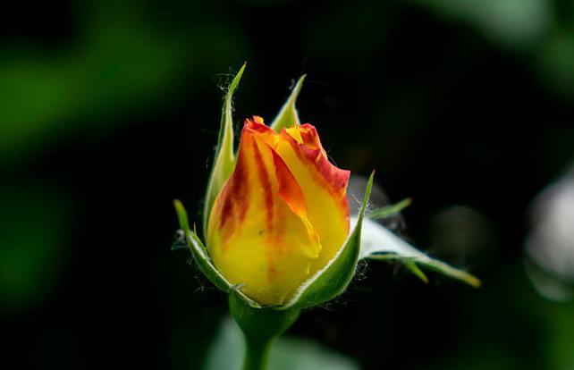 软弱会有什么后果,软弱无度的人的表现