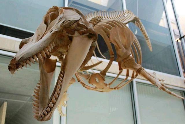 霸王龙真正的样子长什么样,霸王龙长什么样子真正的图片