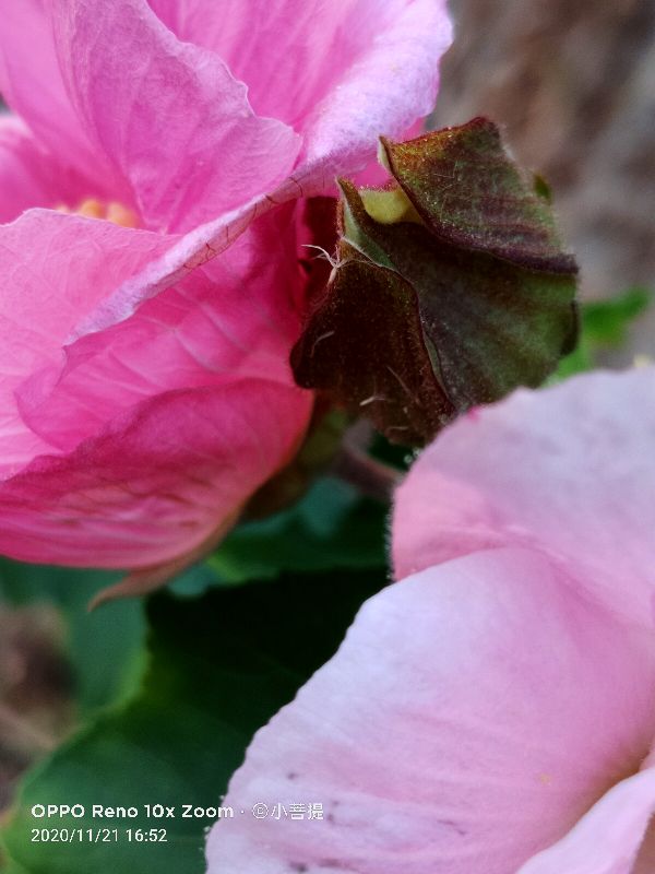 这种花通常用来比作美丽的女子,有人拿来做药,还有人当野菜吃