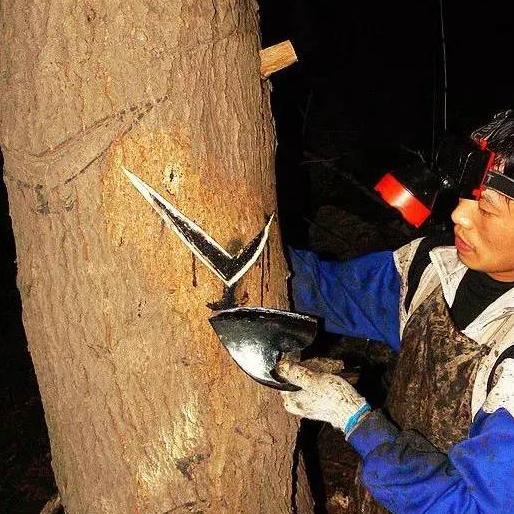 神农本草经中的药材图片,神农本草经高清彩图