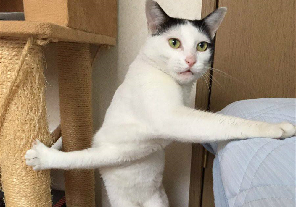 猫咪吸猫薄荷后性情大变,猫咪吸猫薄荷名场面