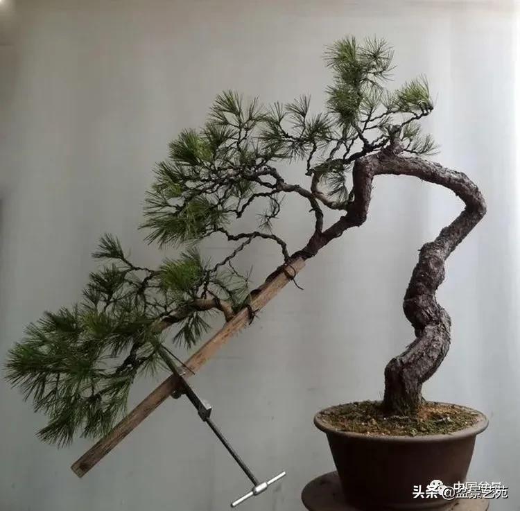 陈迪寅赤松盆景制作视频,陈迪寅作品