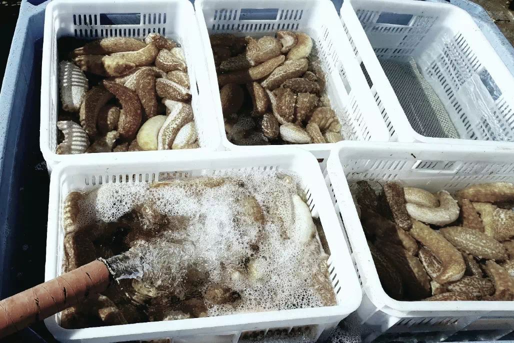 新西兰海参官网,新西兰金刺参如何辨真假