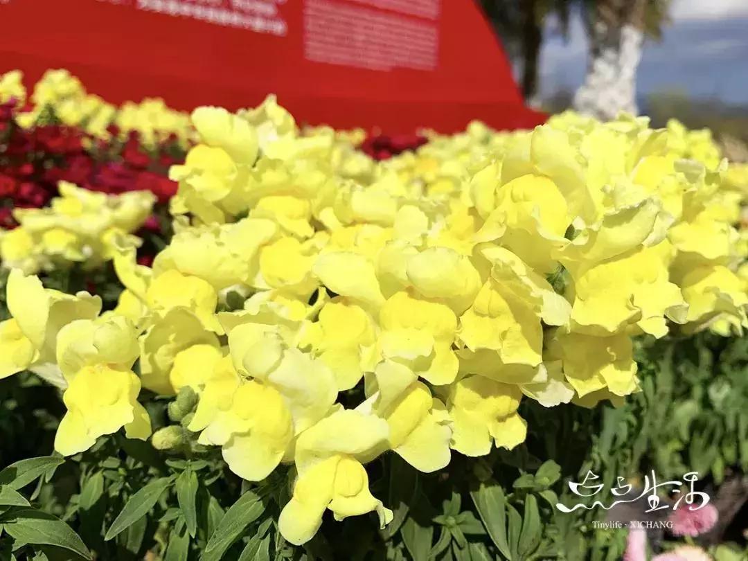 西昌春天一定不能错过的美景,不来黄山你永远不知道有多美