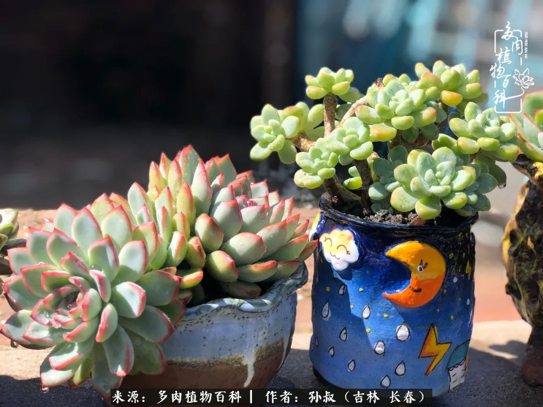 与多肉一起成长,与多肉相伴