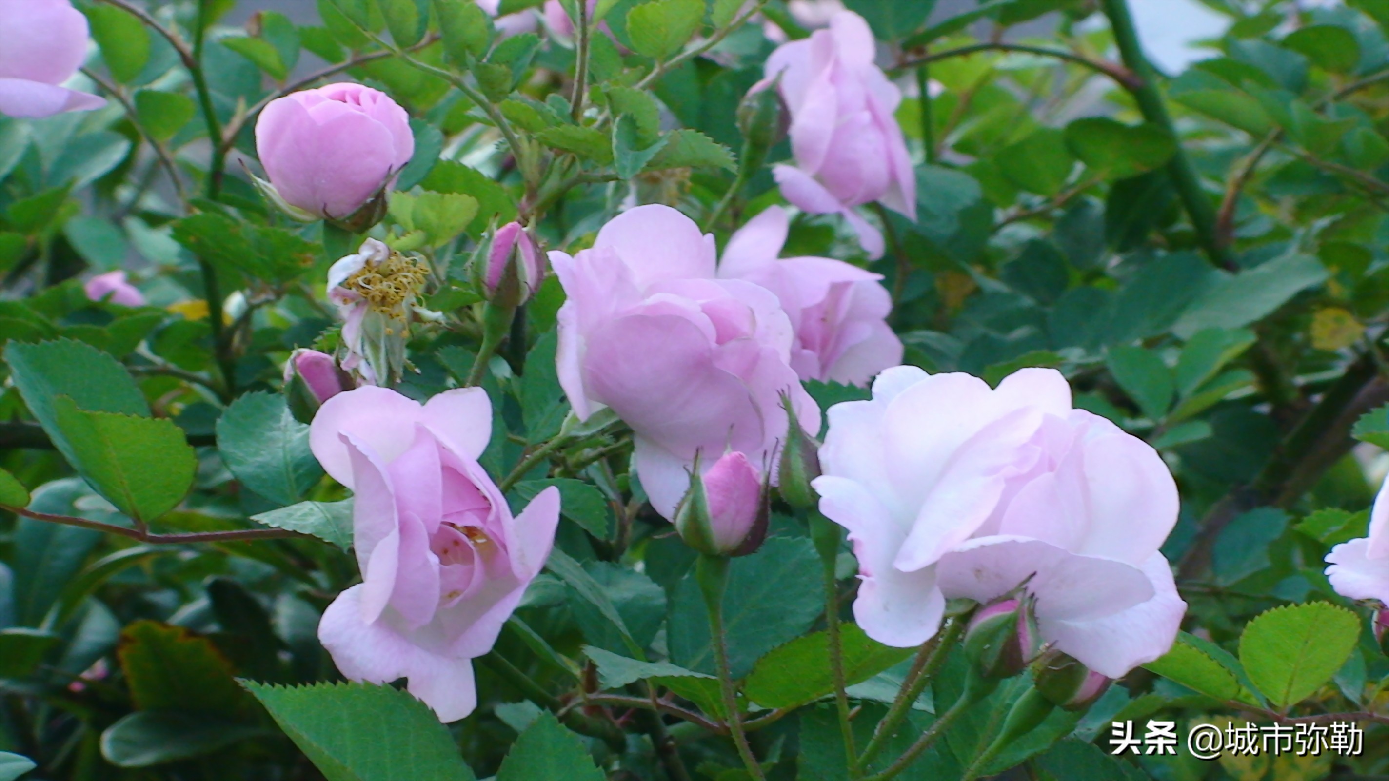 城南旧事情感,城南旧事合集