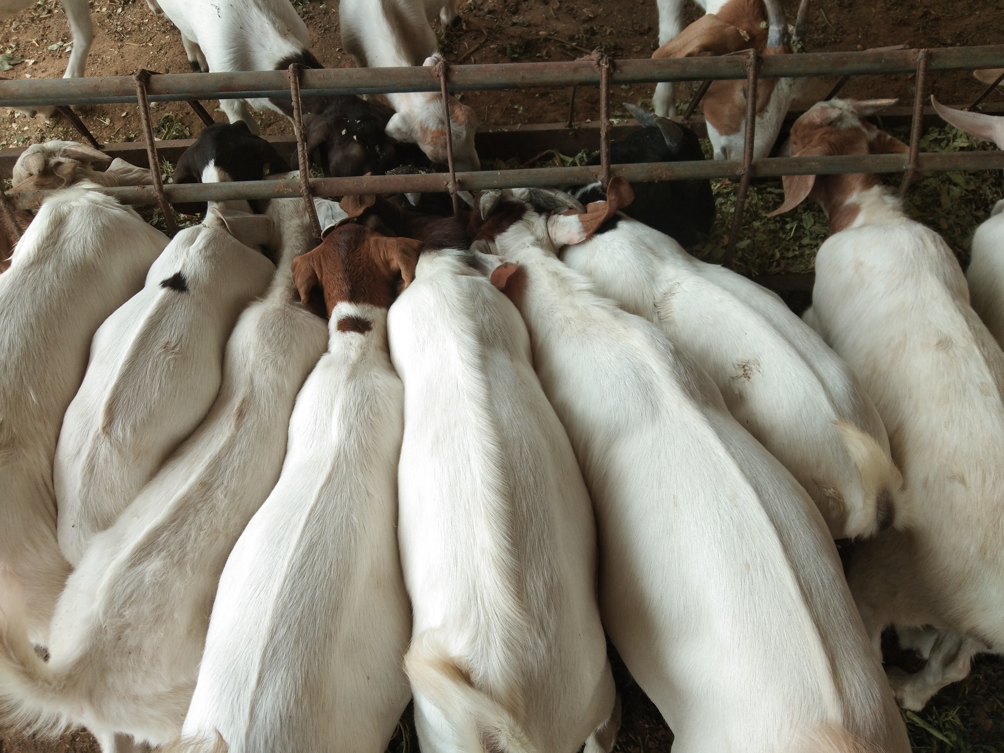 养羊必打哪些预防针,春天养鸡防寒防病喂什么药