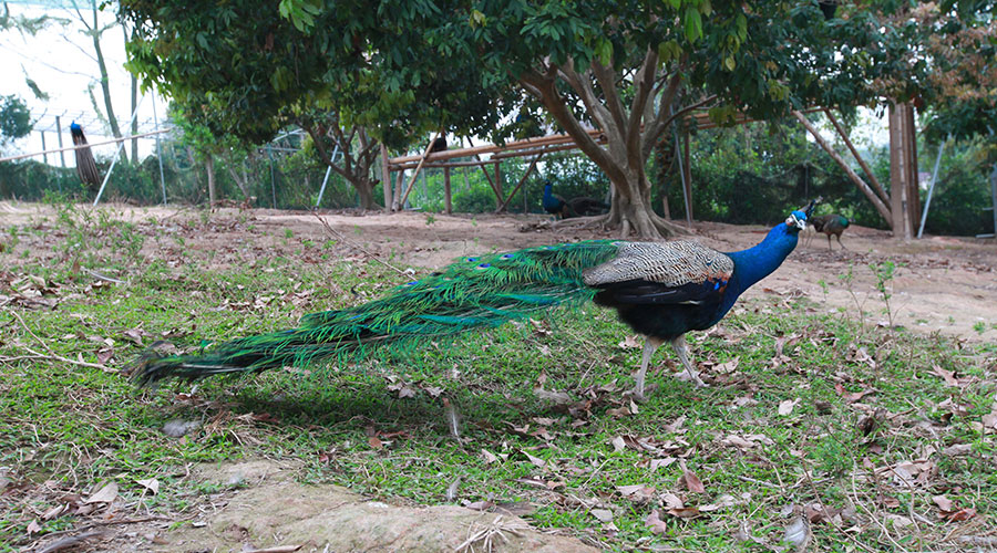 广州摘荔枝玩水,广州摘水果泡温泉