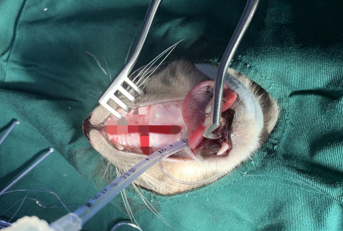 猫从多少层楼掉下来没事,猫掉下24楼生存率多高