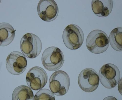 新手怎么养斑马鱼视频讲解,饲养斑马鱼喂什么好呢视频