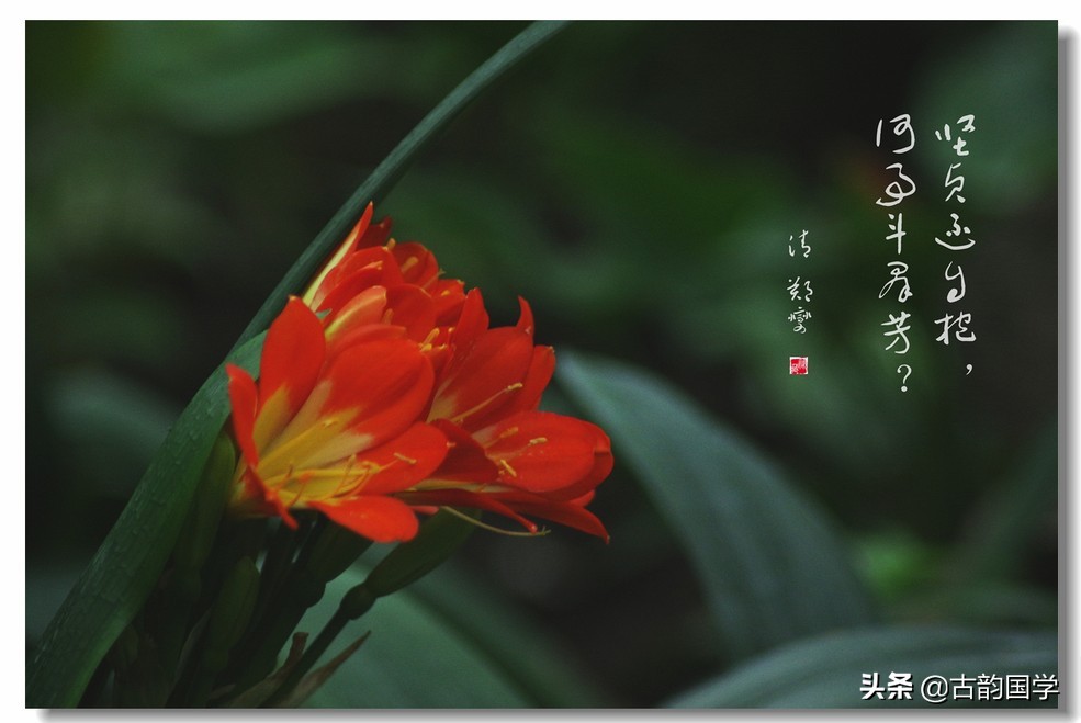 咏兰诗集萃,咏兰诗句经典名句