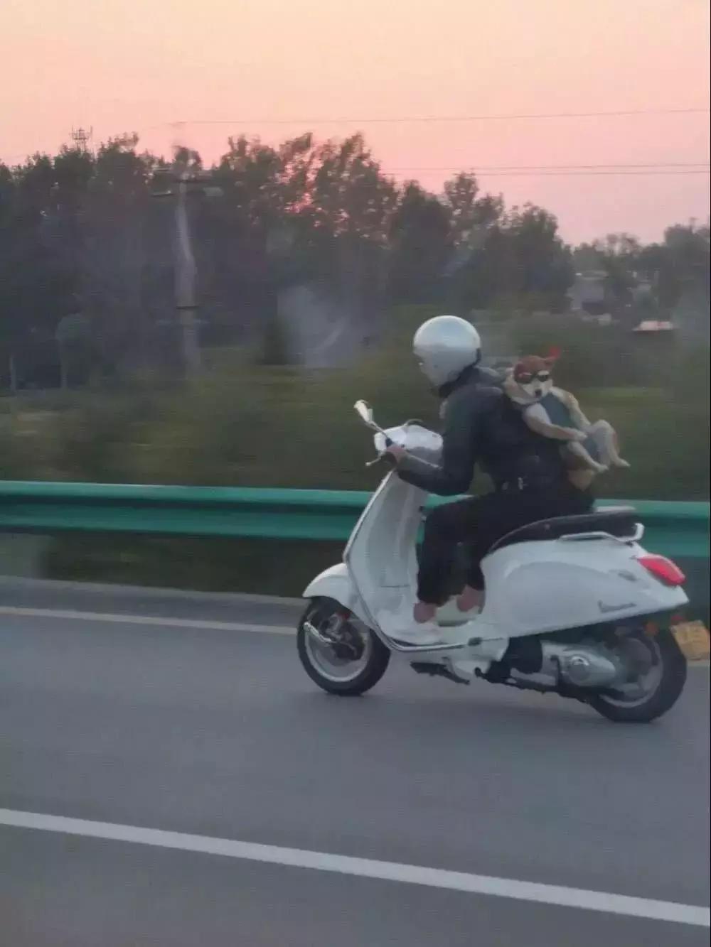 守身如玉20年，“第一次”竟然给了一只狗