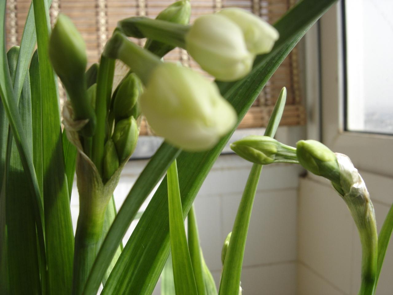 水仙花怎么养,水仙花怎么养用什么盆