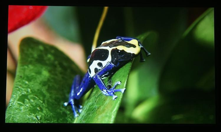 当贝投影f3对比灯泡机,当贝f3投影灯泡