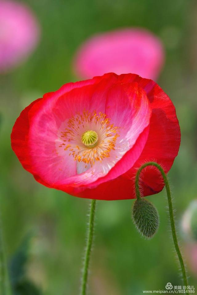 大美新蔡生态水城,大美新蔡等你来