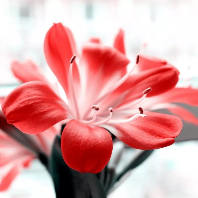 2019真实鲜花图片,2023鲜花爆款图文