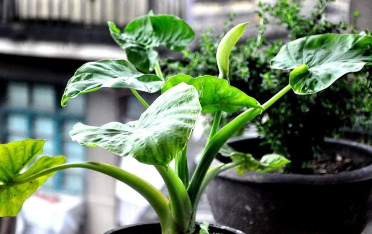 滴水莲放什么肥料,滴水莲施什么肥