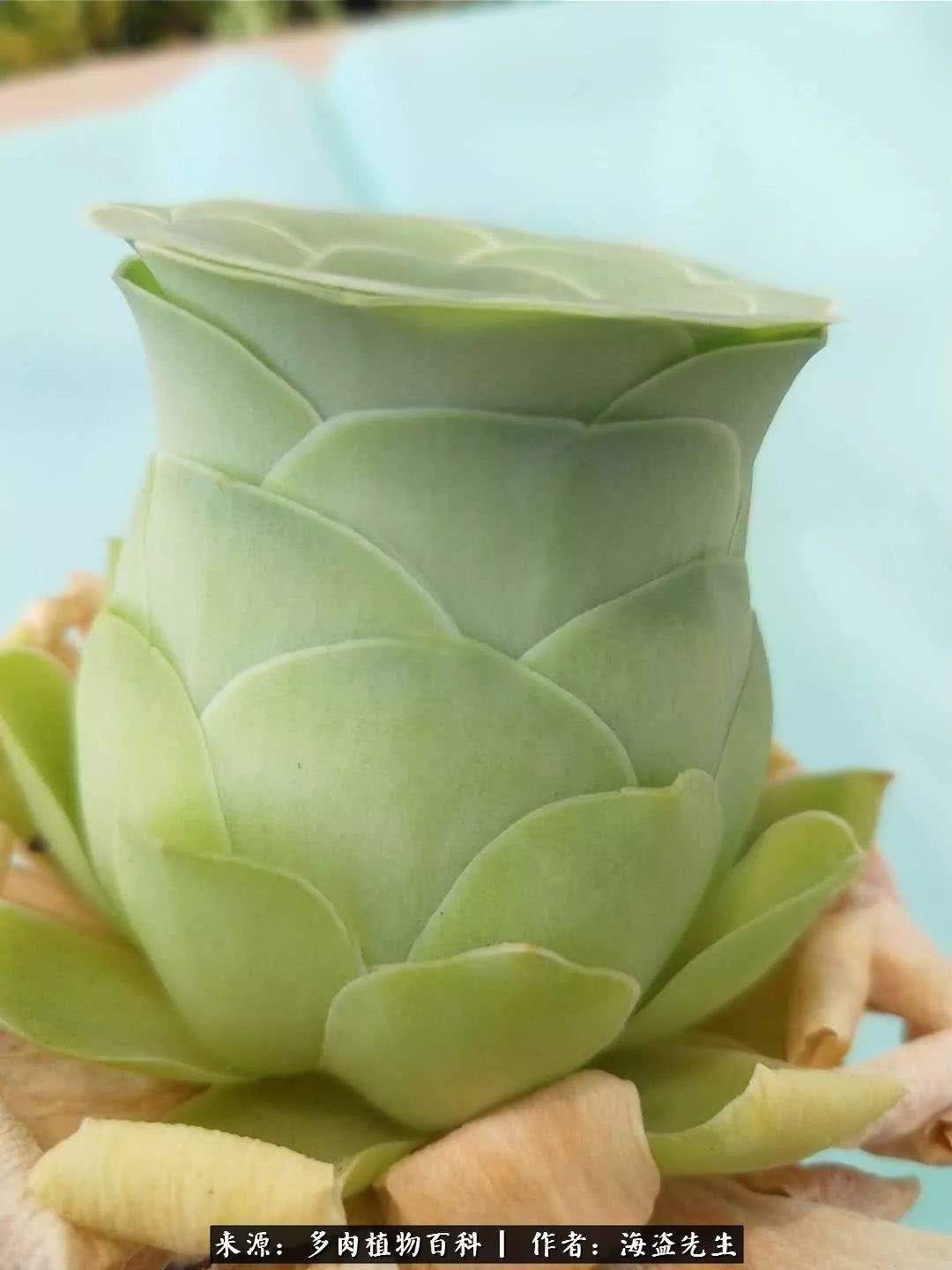 介绍多肉生长特点,多肉植物科普讲解图片视频