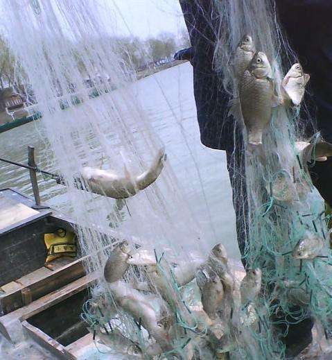 最新最简单的捕鱼方法,简单有效的捕鱼方法