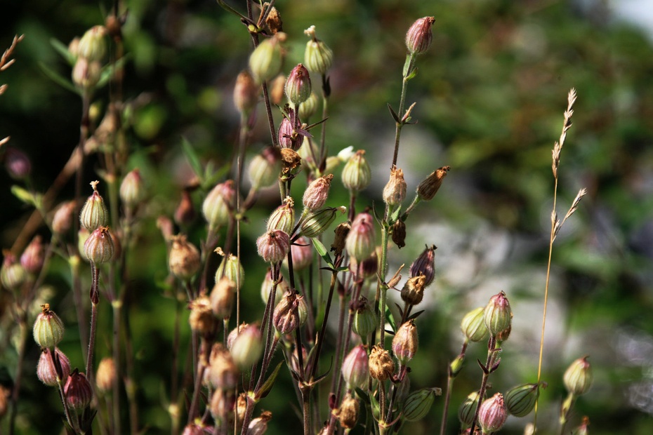 米亚罗-大美理礼县