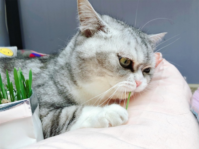 这些名贵的中华田园猫你都知道吗,田园猫哪个品种最稀少