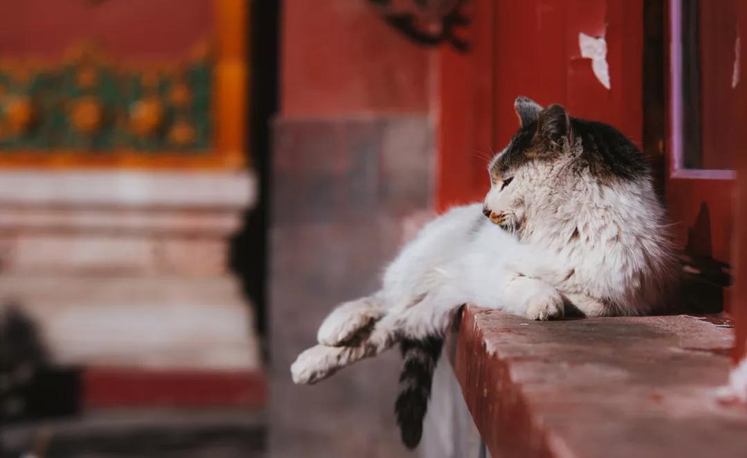 故宫颐和园一日游攻略,下午半天故宫游玩攻略不走回头路