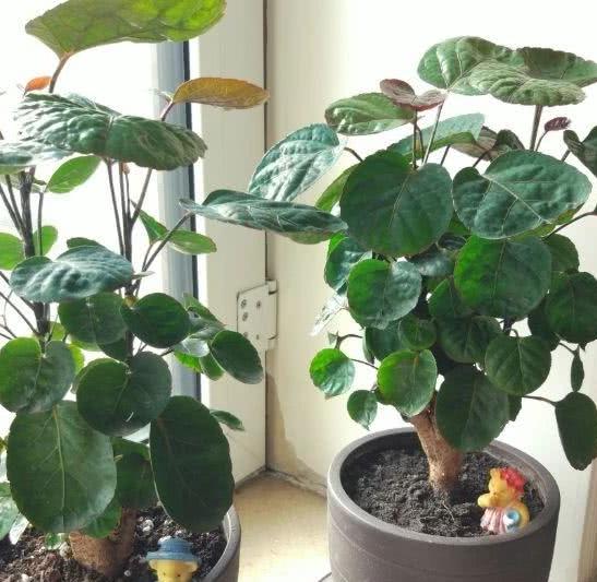 金钱兜寓意代表什么,金钱兜吉利吗