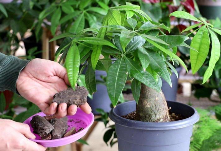 怎么管理发财树才长得好,盆栽发财树怎么养护与浇水方法