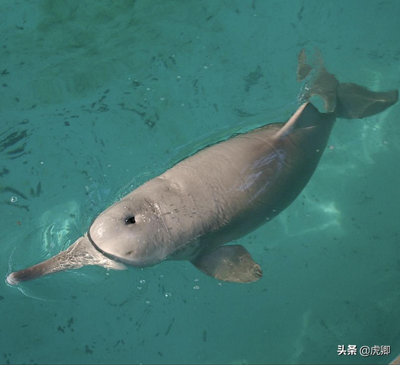 长江江豚死亡最新消息,今年长江江豚灭绝没