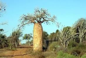 生存小技巧钻木取火,荒野生存取水技巧