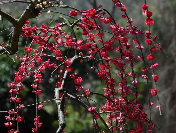 这些梅花真是美不胜收,所有梅花类型