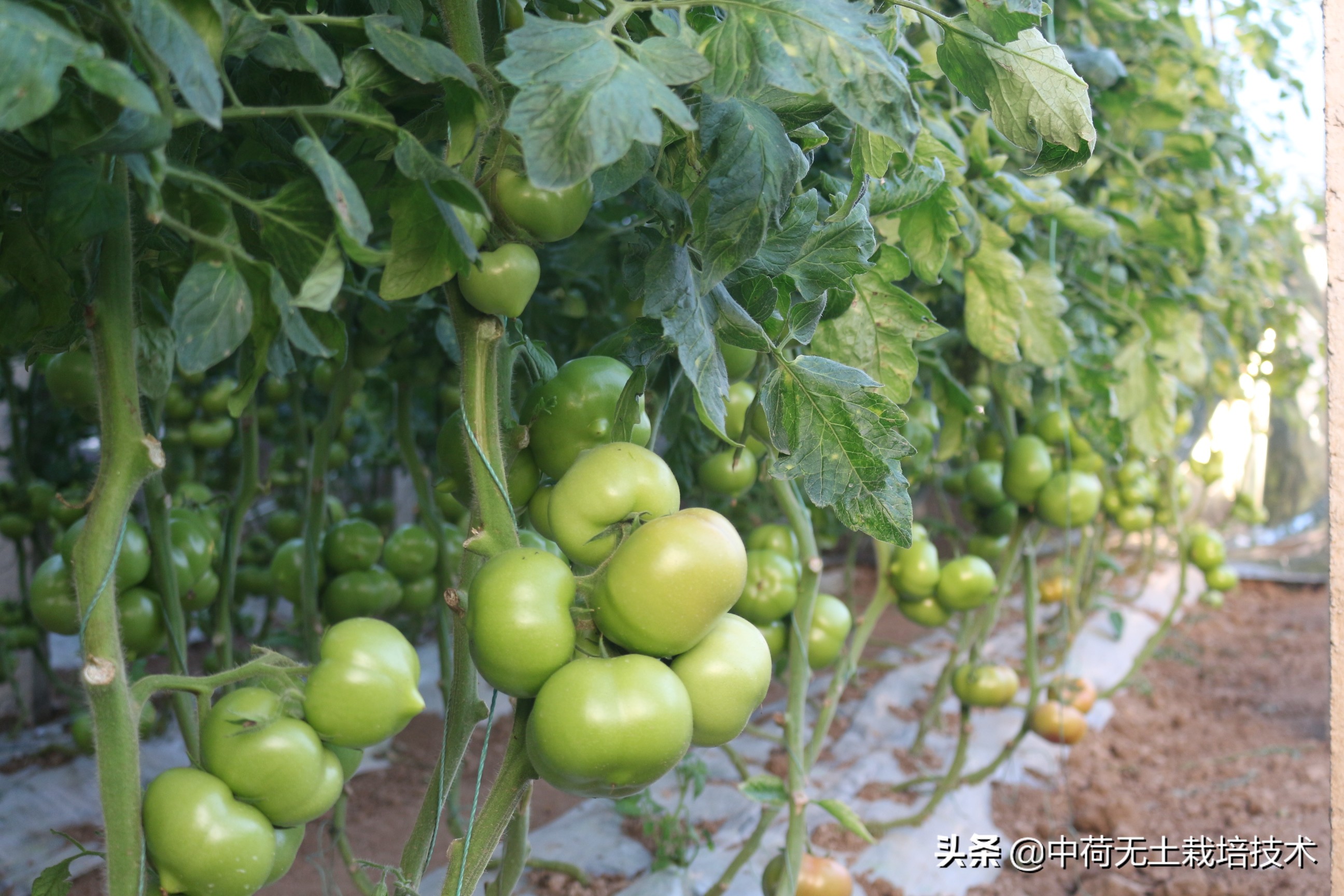 无土韭菜栽培技术,生菜无土栽培视频