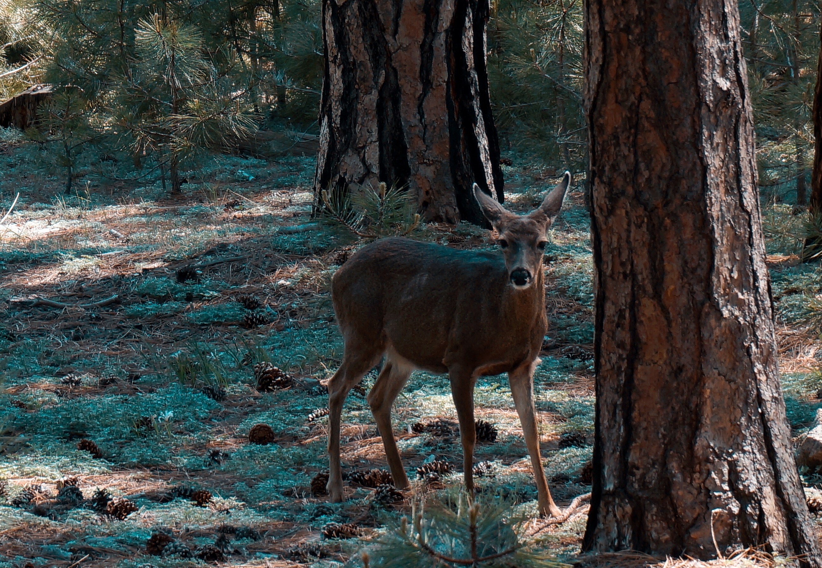 美国优胜美地国家森林公园风光,上帝的伊甸园伊犁