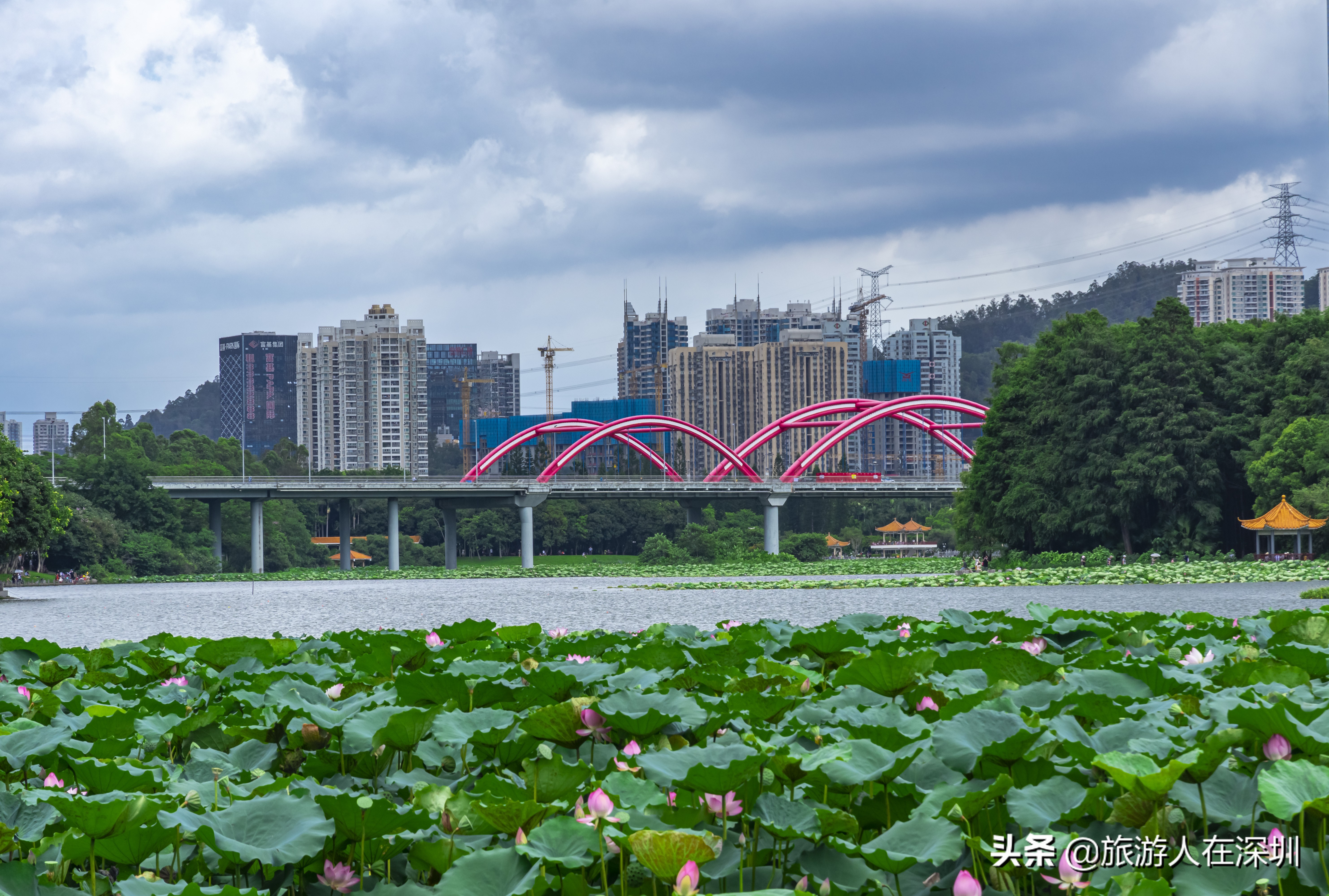 洪湖公园深圳免费景区,深圳市洪湖公园开放