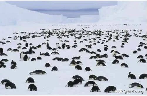 全球变暖南极为什么越冷,企鹅在南极为什么不被冻死