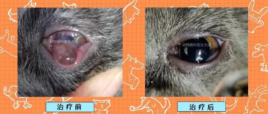 猫咪角膜溃烂吃啥抗生素,猫咪角膜穿孔能恢复吗