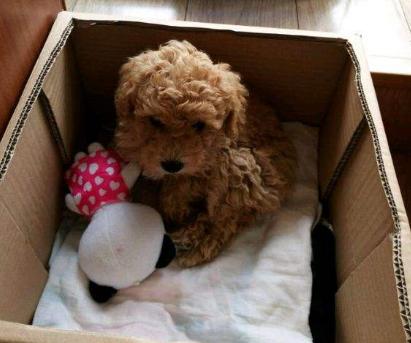 怎么样训练泰迪犬定点大小便,怎么引导泰迪狗狗定点大小便