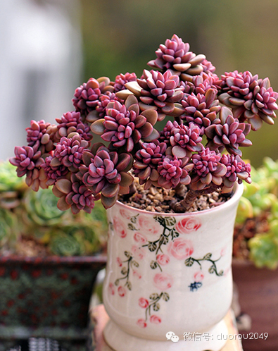 适合云南养的多肉,云南露养最好养活的多肉