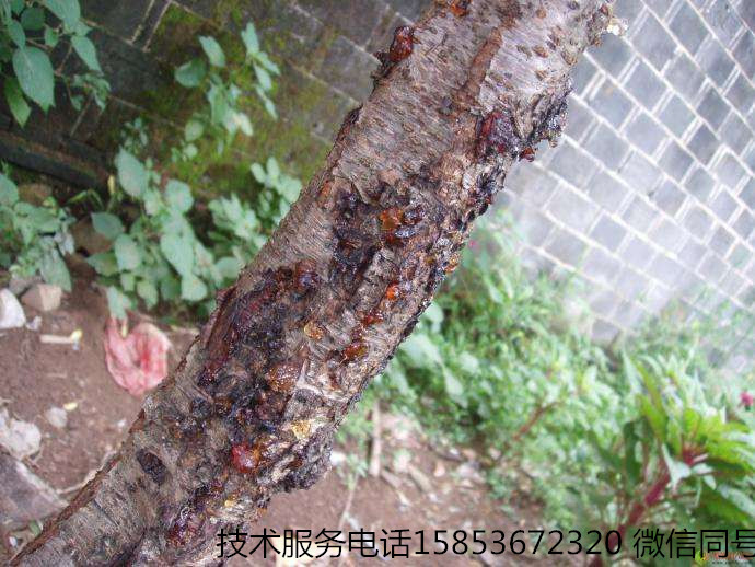李子流胶病用什么药治最好,李子果实流胶怎么治