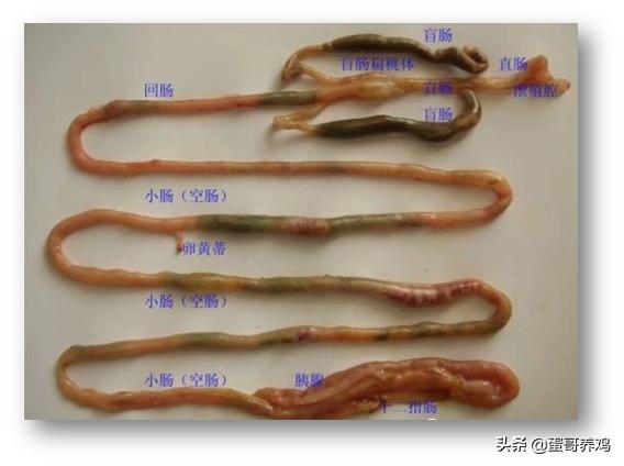 家禽剖检,家禽剖检的顺序和检查点